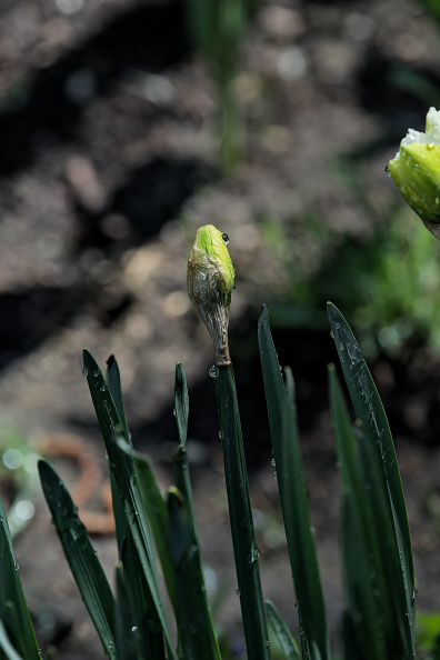 narcissus 2026.16_dt.jpg