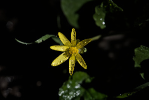 yellow.2026.01 dt