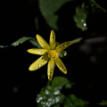 yellow.2026.01 dt