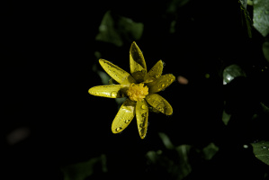 yellow.2026.02 dt