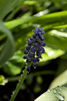 muscari 2026.05 dt