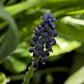 muscari 2026.05 dt