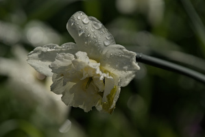 narcissus 2026.19 dt