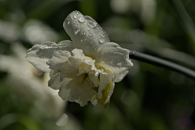 narcissus 2026.19_dt.jpg