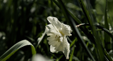 narcissus 2026.20 dt