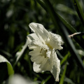 narcissus 2026.20 dt