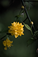 yellow.2026.04 dt