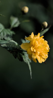 yellow.2026.05 dt