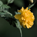 yellow.2026.05 dt