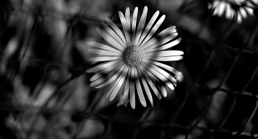 yellow.2026.06 dt bw