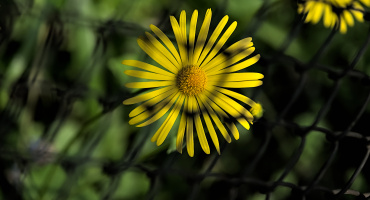 yellow.2026.06 dt