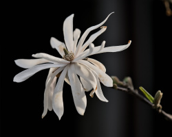magnolia 2026.34 dt