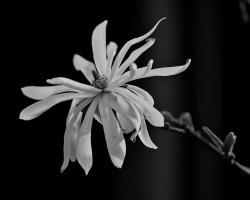 magnolia 2026.34 dt bw