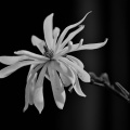 magnolia 2026.34 dt bw