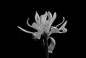magnolia 2026.35 dt bw