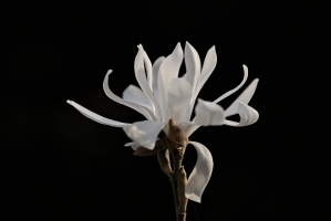 magnolia 2026.35 dt