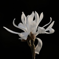 magnolia 2026.35 dt