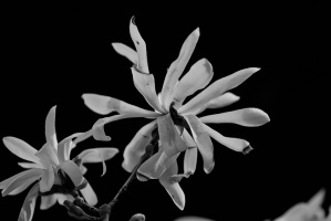 magnolia 2026.36 dt bw