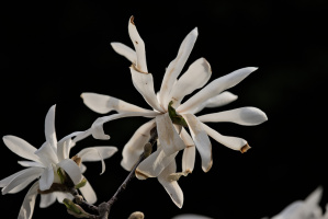magnolia 2026.36 dt