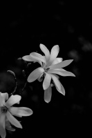 magnolia 2026.37 dt bw