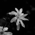 magnolia 2026.37 dt bw