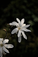 magnolia 2026.37 dt