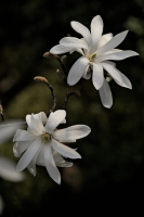 magnolia 2026.38 dt