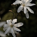 magnolia 2026.38 dt