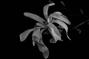 magnolia 2026.39 dt bw
