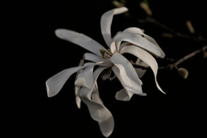 magnolia 2026.39 dt