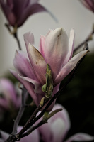 magnolia 2026.40 dt