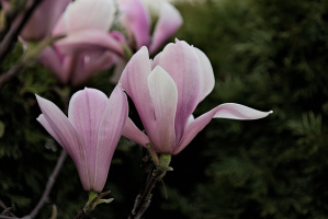 magnolia 2026.41 dt
