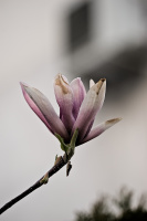 magnolia 2026.42 dt