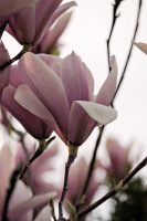 magnolia 2026.43 dt