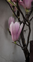 magnolia 2026.45 dt