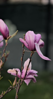 magnolia 2026.46 dt