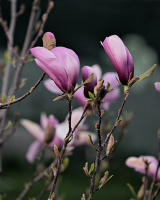 magnolia 2026.47 dt