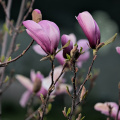 magnolia 2026.47 dt