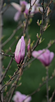 magnolia 2026.48 dt