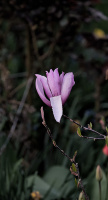 magnolia 2026.49 dt