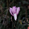 magnolia 2026.49 dt