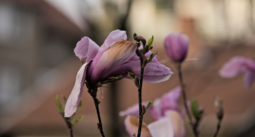 magnolia 2026.50 dt