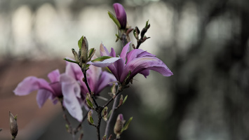 magnolia 2026.51 dt
