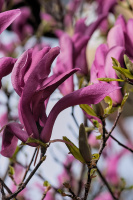 magnolia 2026.52 dt