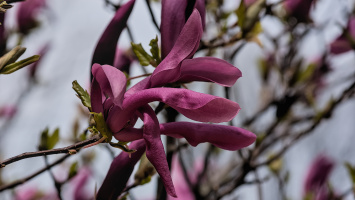 magnolia 2026.53 dt