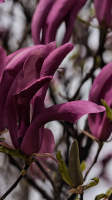 magnolia 2026.54 dt