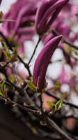 magnolia 2026.55 dt