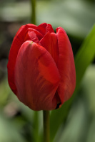 la tulipes 2026.027 dt