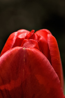 la tulipes 2026.028 dt