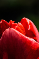la tulipes 2026.029 dt